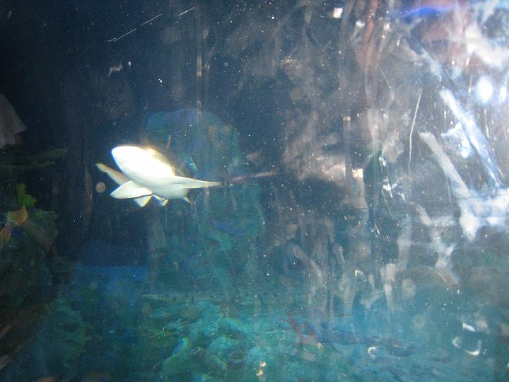 Aquarium 28.JPG